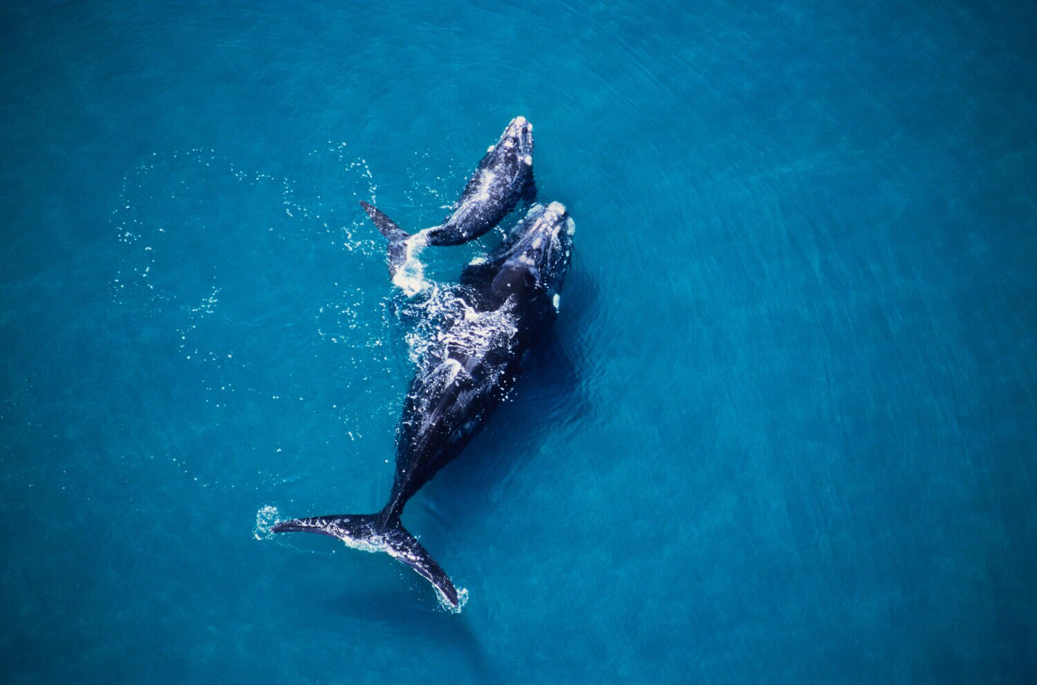 Two whales in the ocean